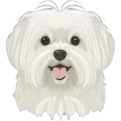 Le Bichon maltais est un petit chien blanc et moelleux, originaire de Malte. Il est doux, affectueux et est souvent vu comme un chien de salon. Bichon maltais icone