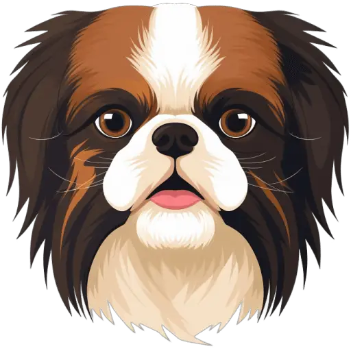 Le Chin japonais est un petit chien de compagnie originaire du Japon. Il est élégant, calme et aime la compagnie humaine. Chin japonais icone