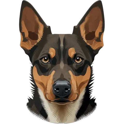 Le Kelpie australien est un chien de travail intelligent, originaire d'Australie, principalement élevé pour la gestion du bétail. Il est agile et doté d'instincts de berger exceptionnels. Kelpie australien icone