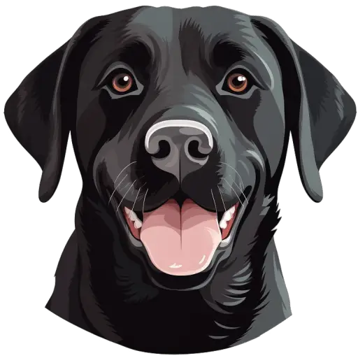 Le Labrador noir est un chien de famille populaire, connu pour son intelligence, sa gentillesse et sa capacité à travailler comme chien d'assistance. Labrador noir icone