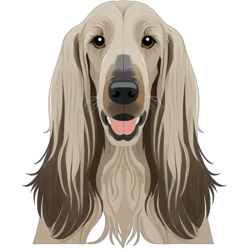 Le lévrier afghan est une race élégante originaire d'Afghanistan, connue pour sa belle fourrure longue et son agilité. Ils sont utilisés pour la chasse et sont des chiens gracieux. Lévrier afghan icone