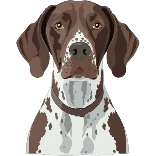 Le Pointer allemand à poil court est un chien de chasse polyvalent, originaire d'Allemagne. Il est vif et efficace dans la recherche et la récupération de gibier. Pointer allemand à poil court icone