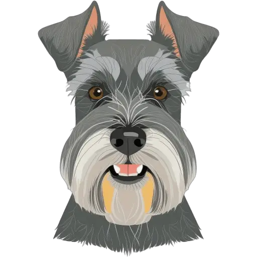 Le Schnauzer nain est une petite race allemande, caractérisée par sa barbe et ses sourcils broussailleux. Il est vif, intelligent et aime jouer. Schnauzer nain icone