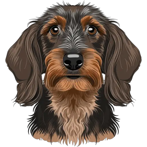 Le Teckel à poil dur est une race de chien à corps allongé, originaire d'Allemagne. Il est utilisé pour la chasse aux blaireaux et aux nuisibles. Teckel à poil dur icone